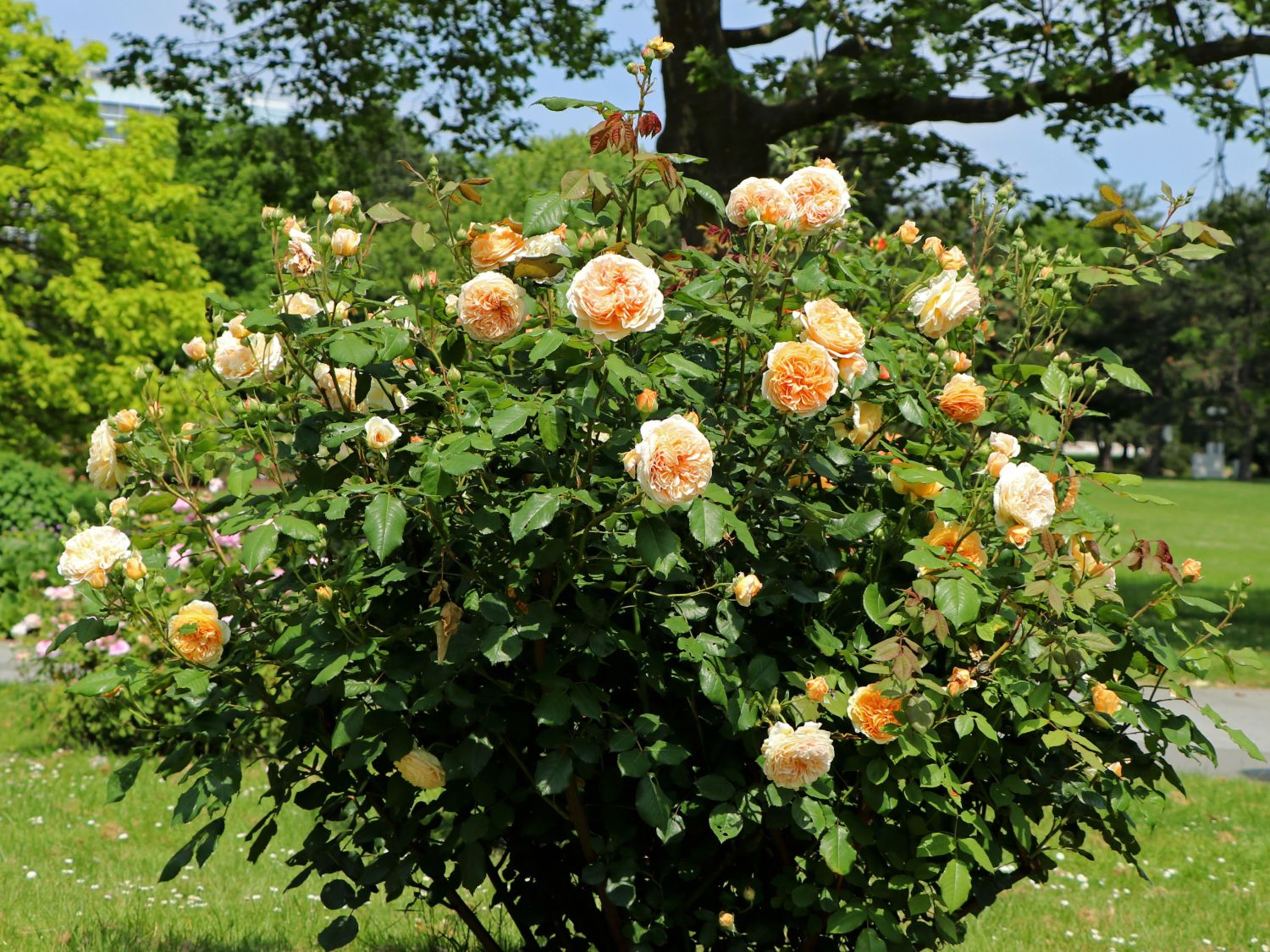 frisch aus der Gärtnerei Gartenrose Pflanzen Kölle Englische Rose „Crown Princess Margareta“ von David Austin apricotfarben blühende fruchtig duftende Topfrose im 6 L Topf 