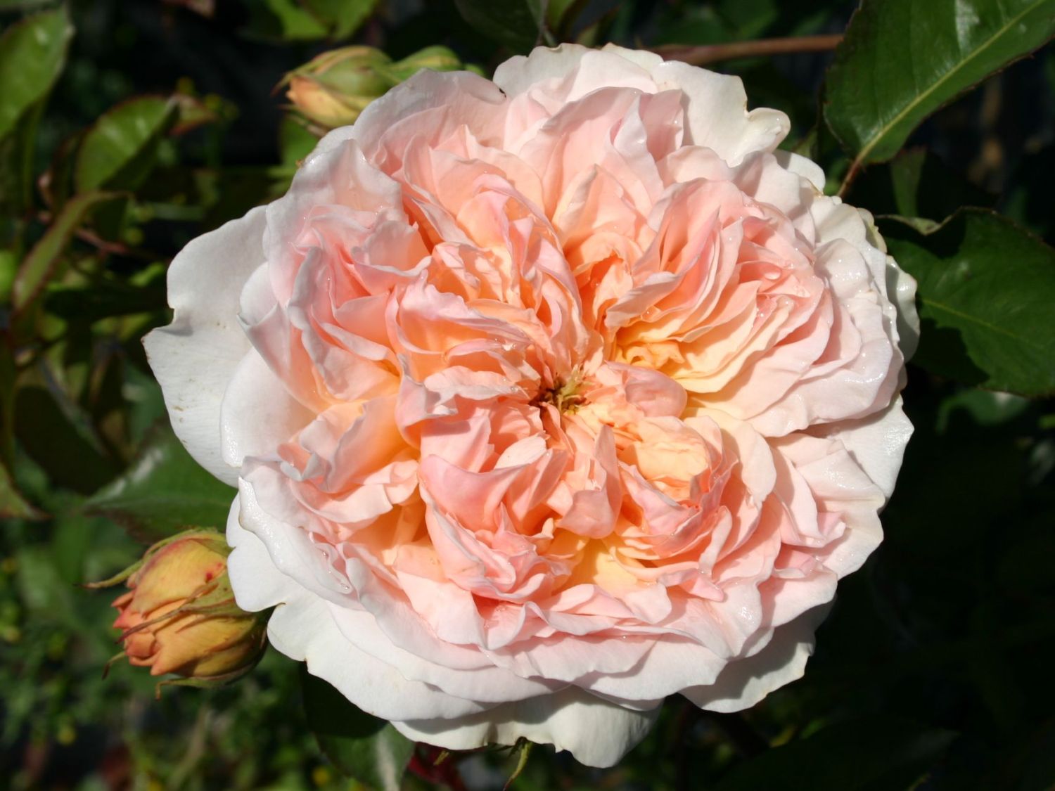 Englische Rose 'Evelyn' ® - Alles erfahren über Blüte, Duft & Co.
