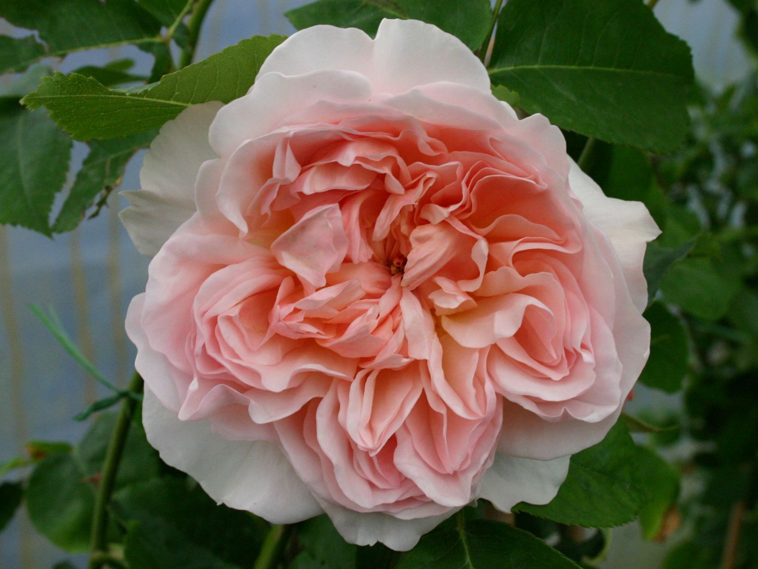 Englische Rose 'Evelyn' ® - Alles erfahren über Blüte, Duft & Co.