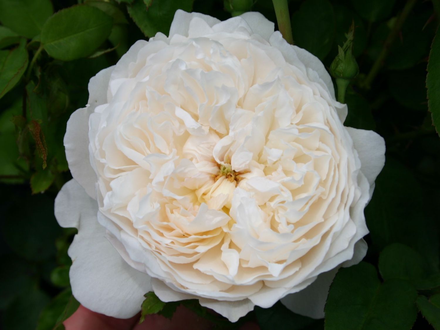 Download The Name Of The Rose Castle Images