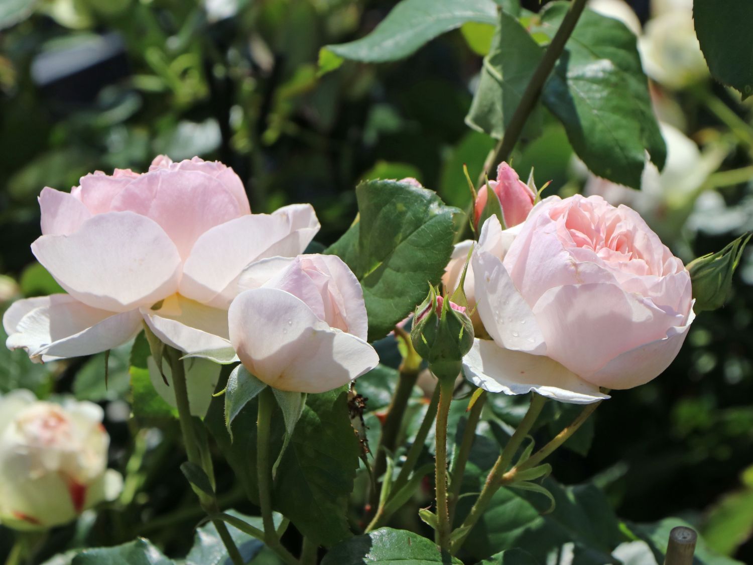 Englische Rose 'Heritage' ® Rosa 'Heritage' ® Baumschule Horstmann