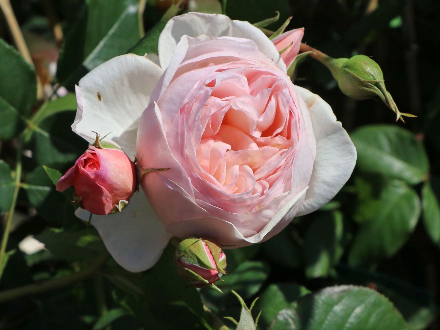 38+ Sprüche Über Rosen Englisch, Schöne, coole und witzige sprüche auf