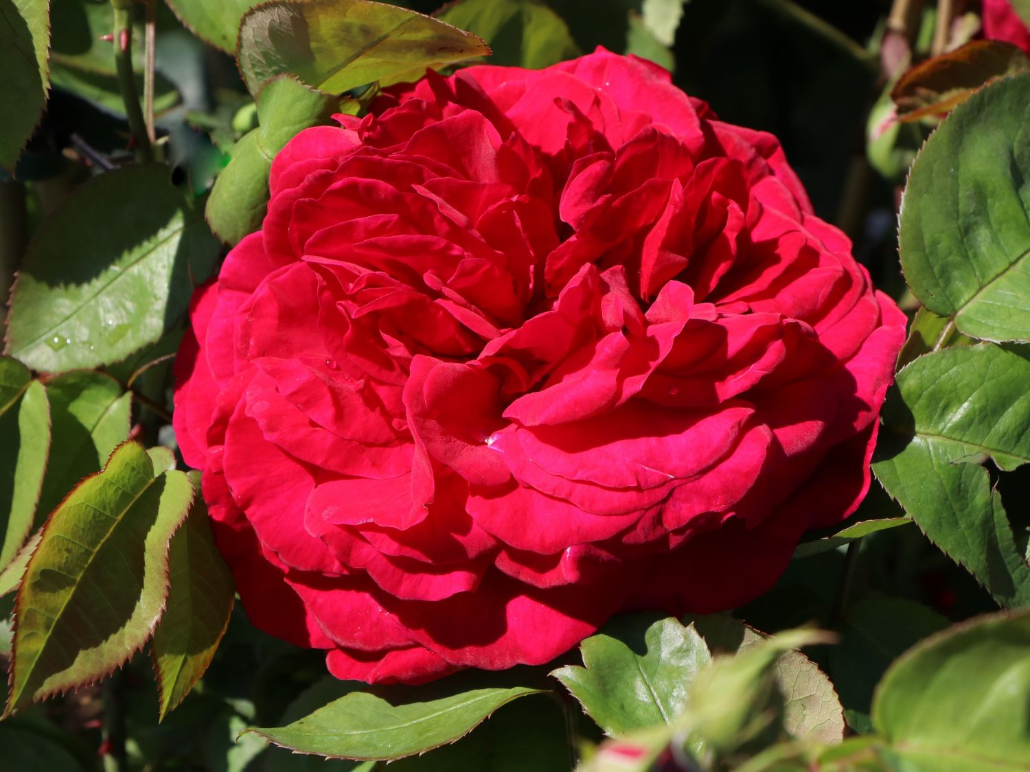 Englische Rose 'L.D. Braithwaite' ® - bestes Gärtnerwissen