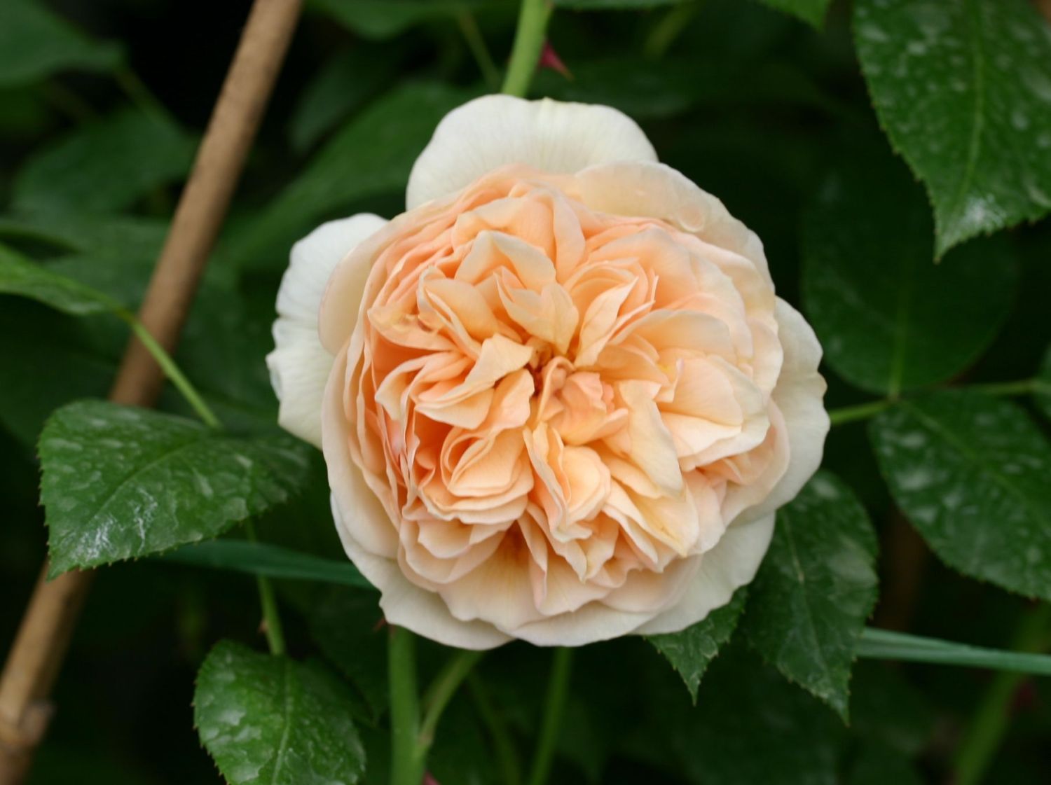 Rosa Sweet Juliet® 'AUSleap' (Double Pink David Austin Rose, Sweet