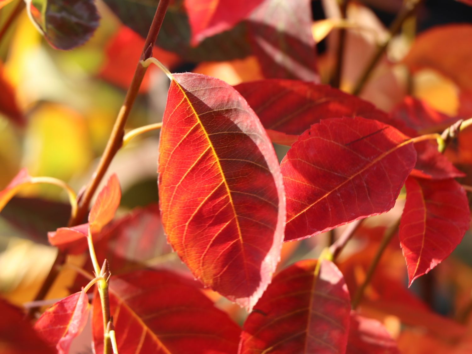 Essbare Felsenbirne &amp;#39;Ballerina&amp;#39; - Amelanchier laevis &amp;#39;Ballerina ...