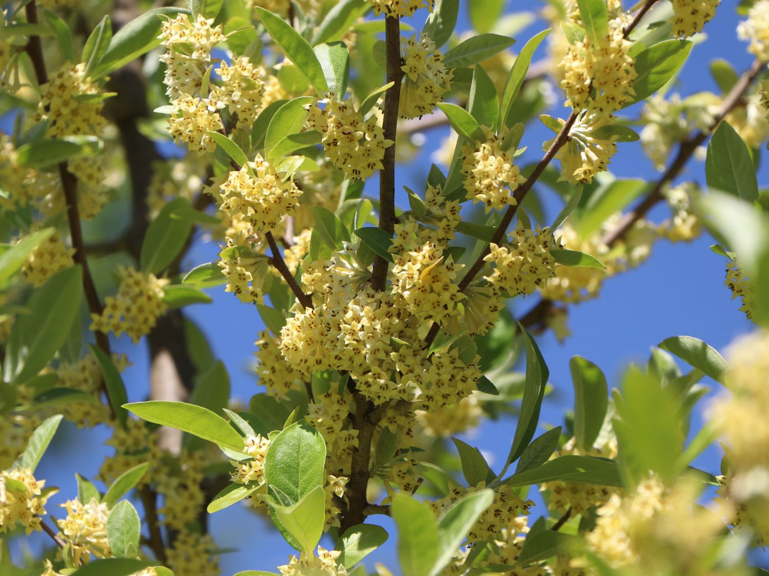 Essbare lweide Vielbl tige lweide Elaeagnus Multiflora Essbare lweide Vielbl tige lweide Elaeagnus Multiflora