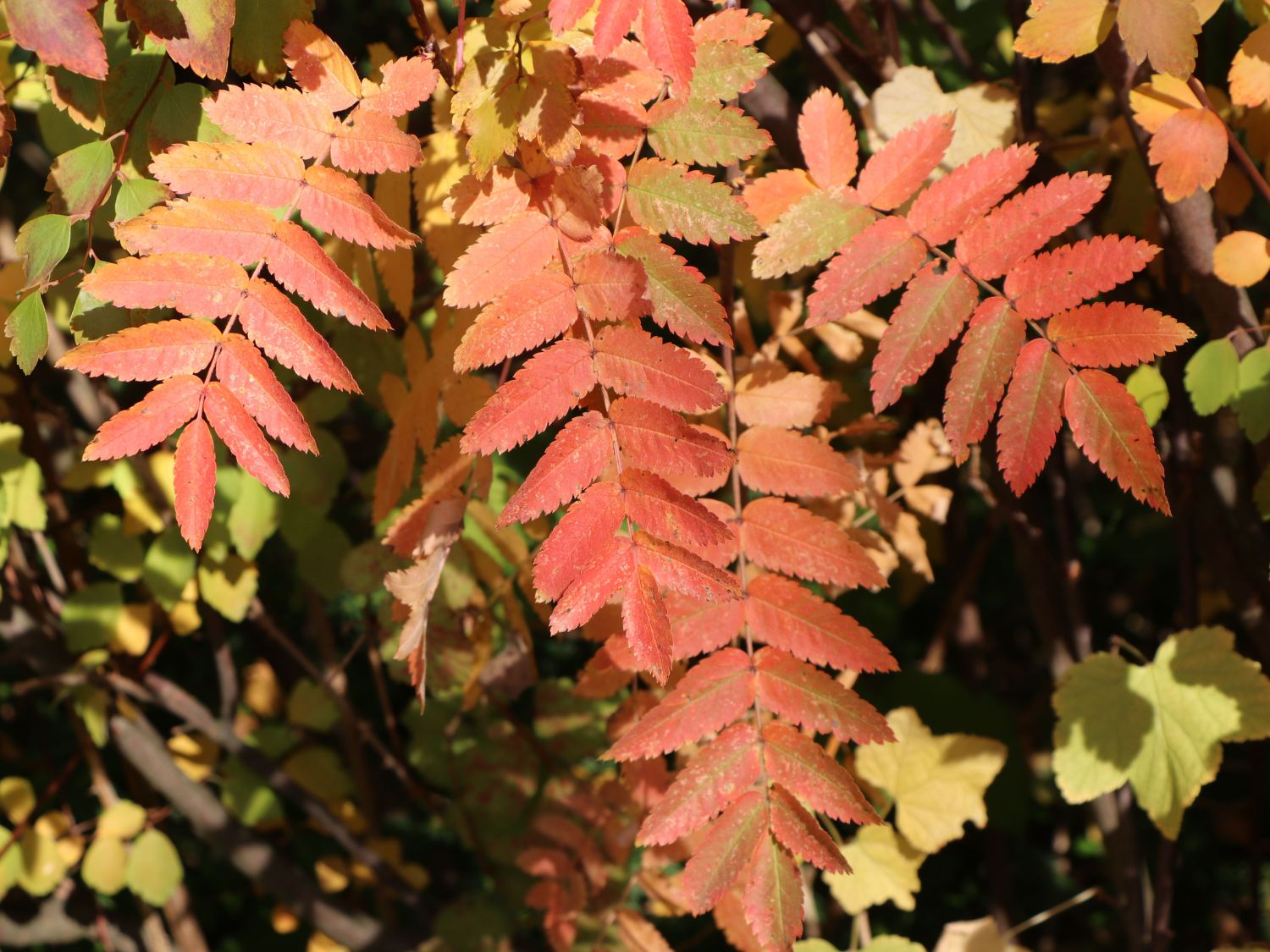 Essbare Vogelbeere / Eberesche 'Edulis' - Sorbus aucuparia 'Edulis' -  Baumschule Horstmann