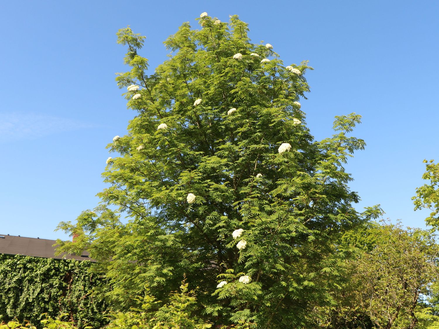 Essbare Vogelbeere / Eberesche 'Edulis' - Sorbus aucuparia 'Edulis' -  Baumschule Horstmann