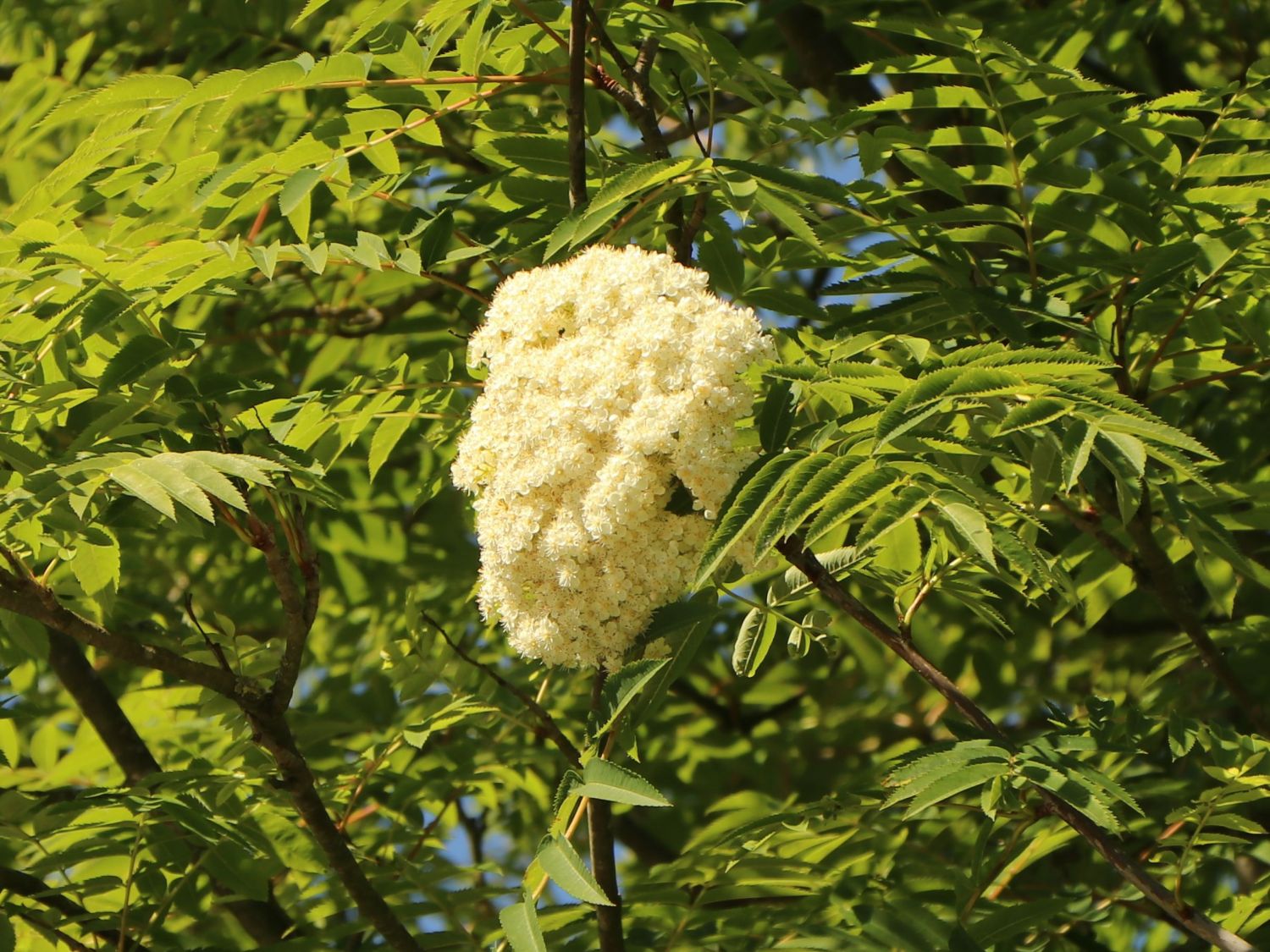 Sorbus Horstmann aucuparia - \'Edulis\' \'Edulis\' - / Baumschule Eberesche Essbare Vogelbeere