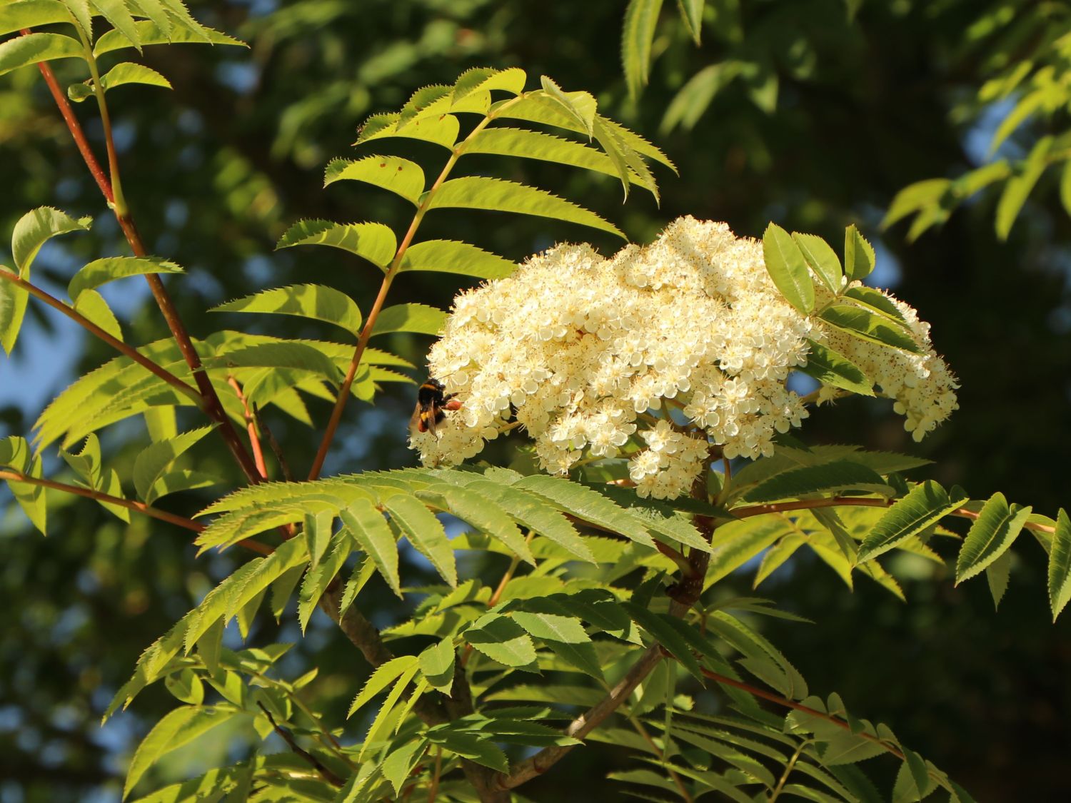 Essbare Vogelbeere / Eberesche 'Edulis' - Sorbus aucuparia 'Edulis' -  Baumschule Horstmann