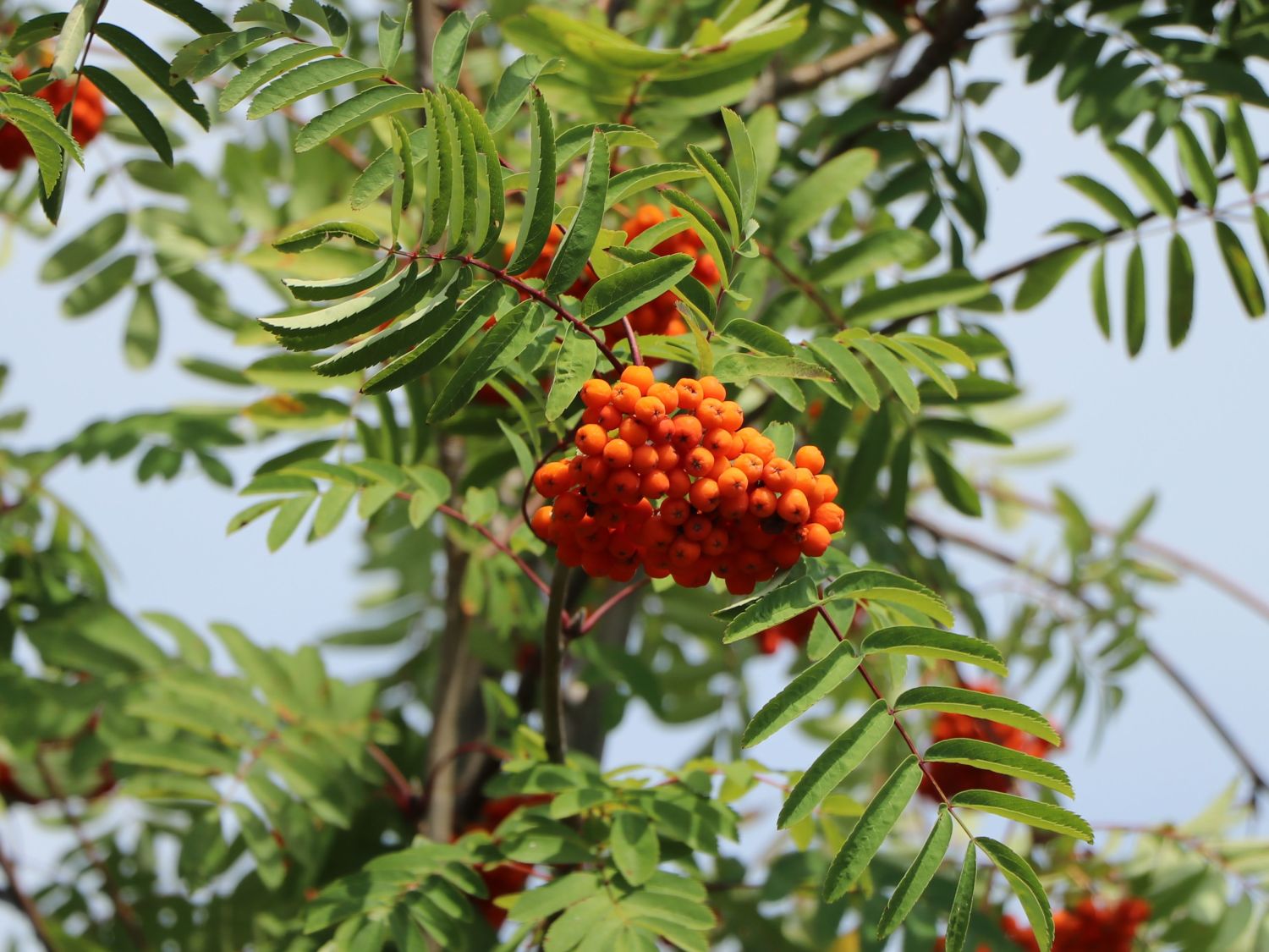 Essbare Vogelbeere / Eberesche 'Edulis' - Sorbus aucuparia 'Edulis' -  Baumschule Horstmann