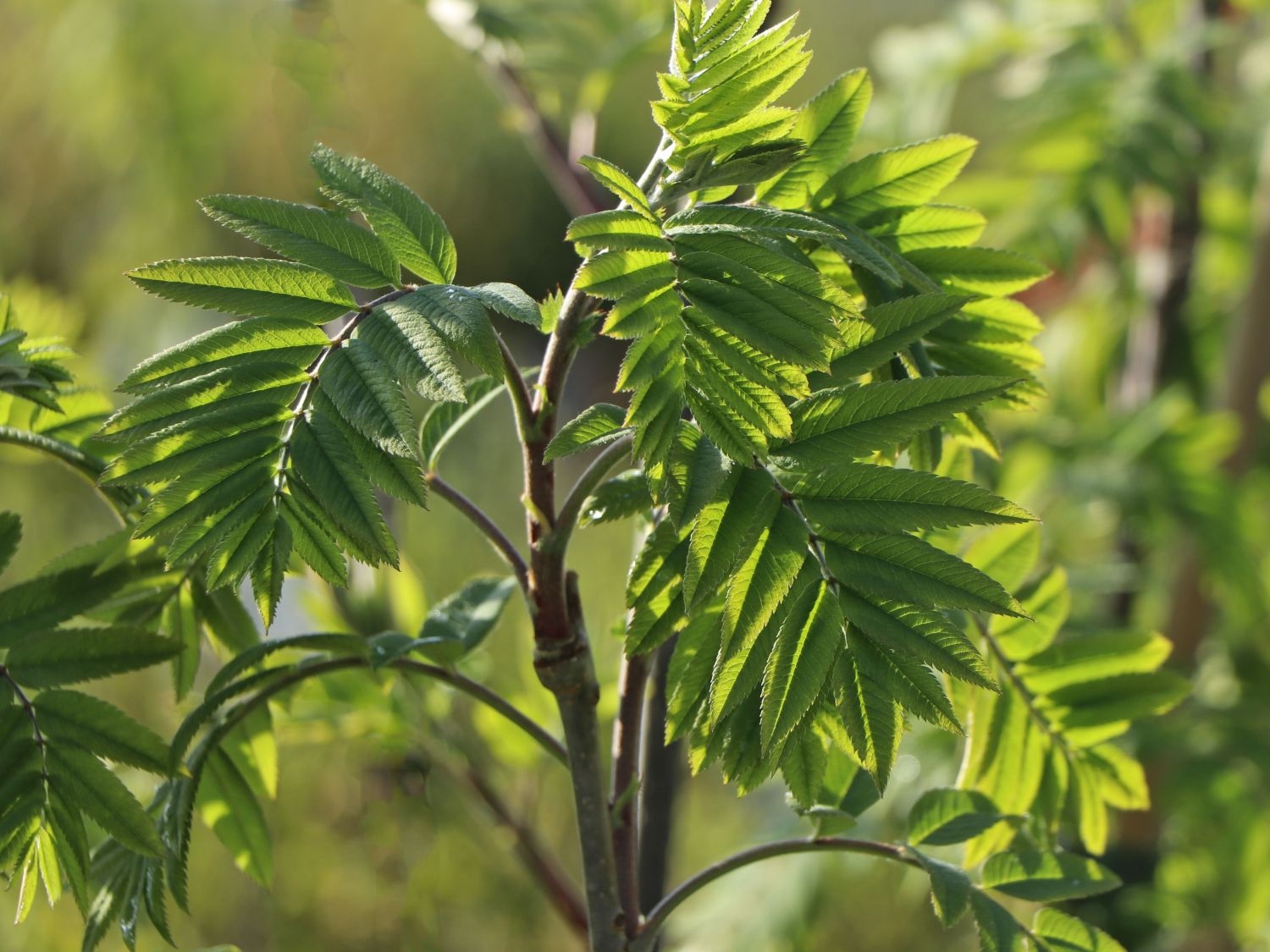 Essbare Vogelbeere / Eberesche 'Edulis' - Sorbus aucuparia 'Edulis' -  Baumschule Horstmann