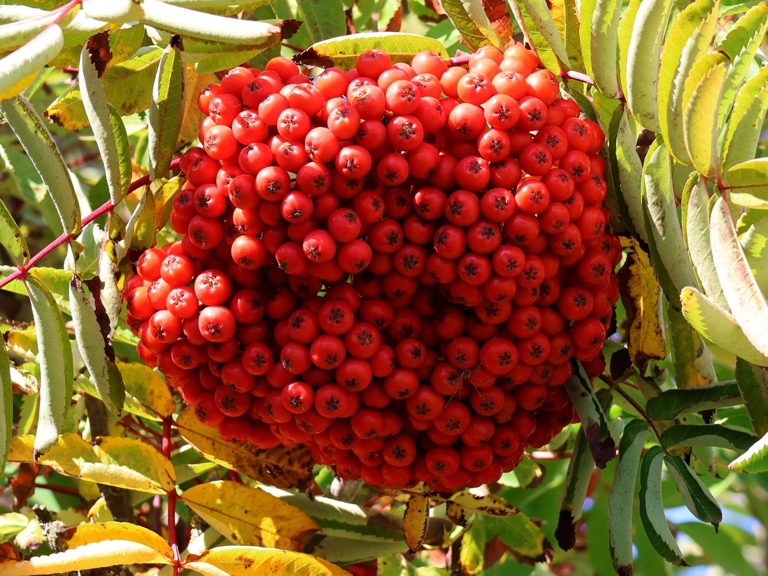 Essbare Vogelbeere / Eberesche 'Edulis' - Sorbus aucuparia 'Edulis' -  Baumschule Horstmann