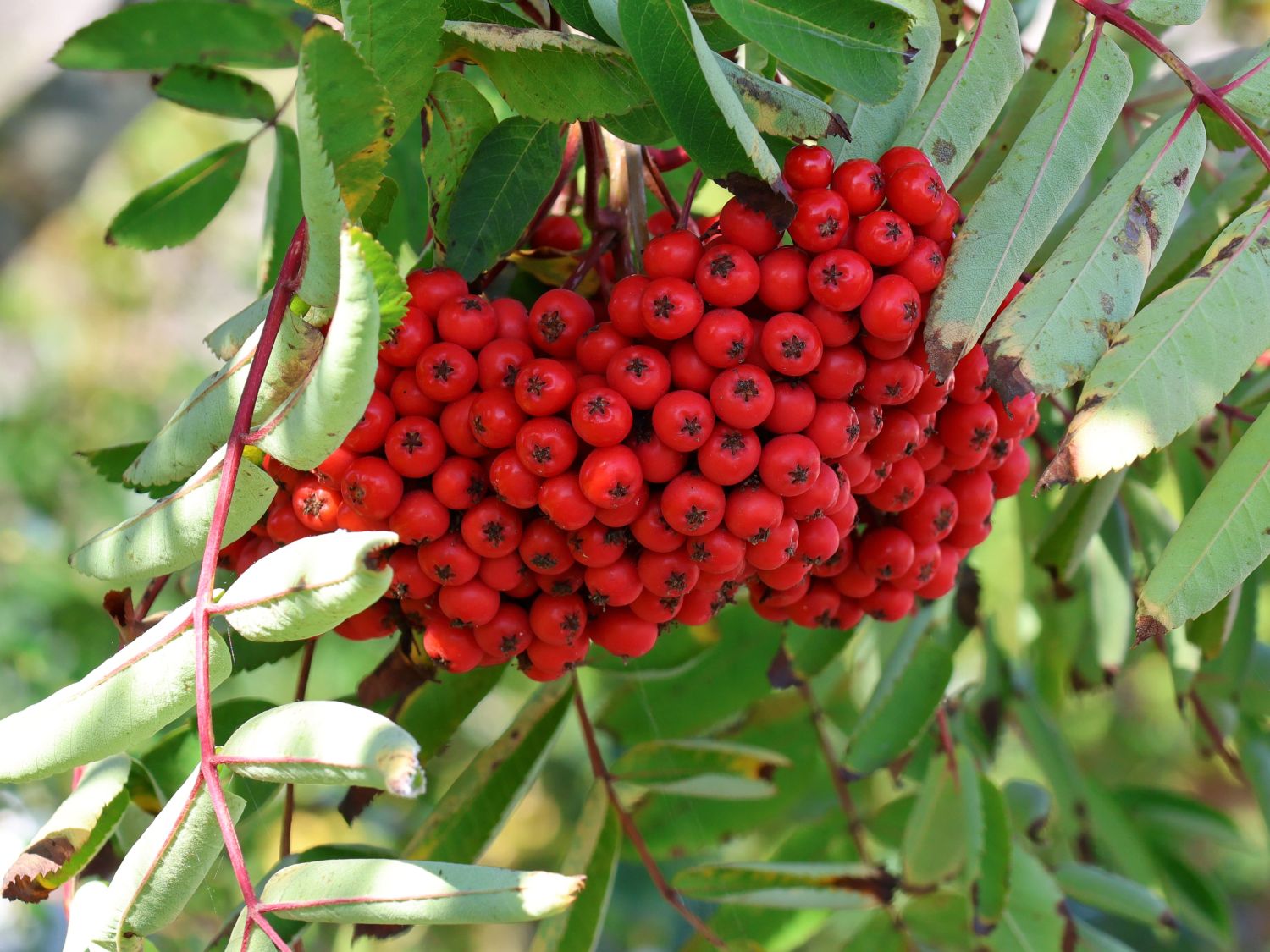 Eberesche Essbare Sorbus Horstmann \'Edulis\' / \'Edulis\' - Vogelbeere Baumschule - aucuparia