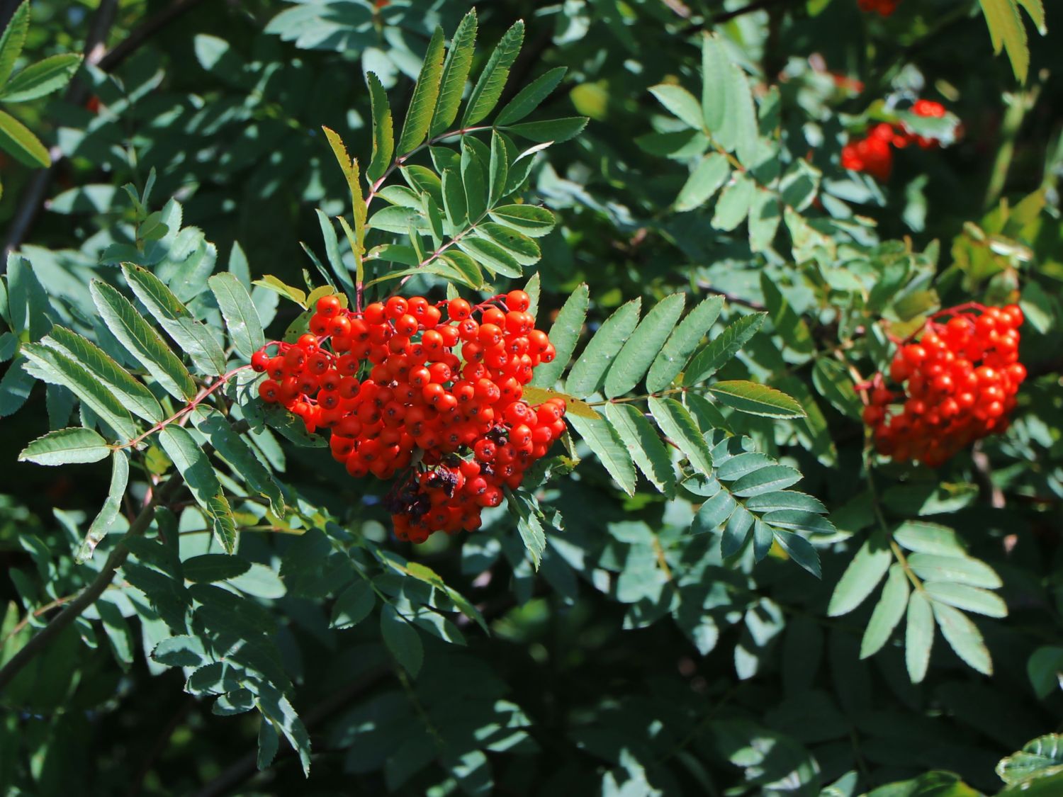 Essbare Vogelbeere / Eberesche \'Konzentra\' - Sorbus aucuparia \'Konzentra\' -  Baumschule Horstmann