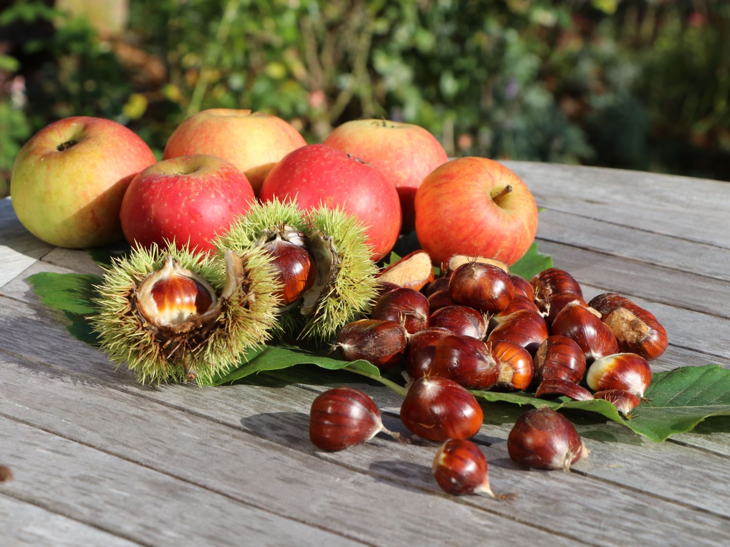 Esskastanie / Edelkastanie / Marone - Castanea sativa - Baumschule ...