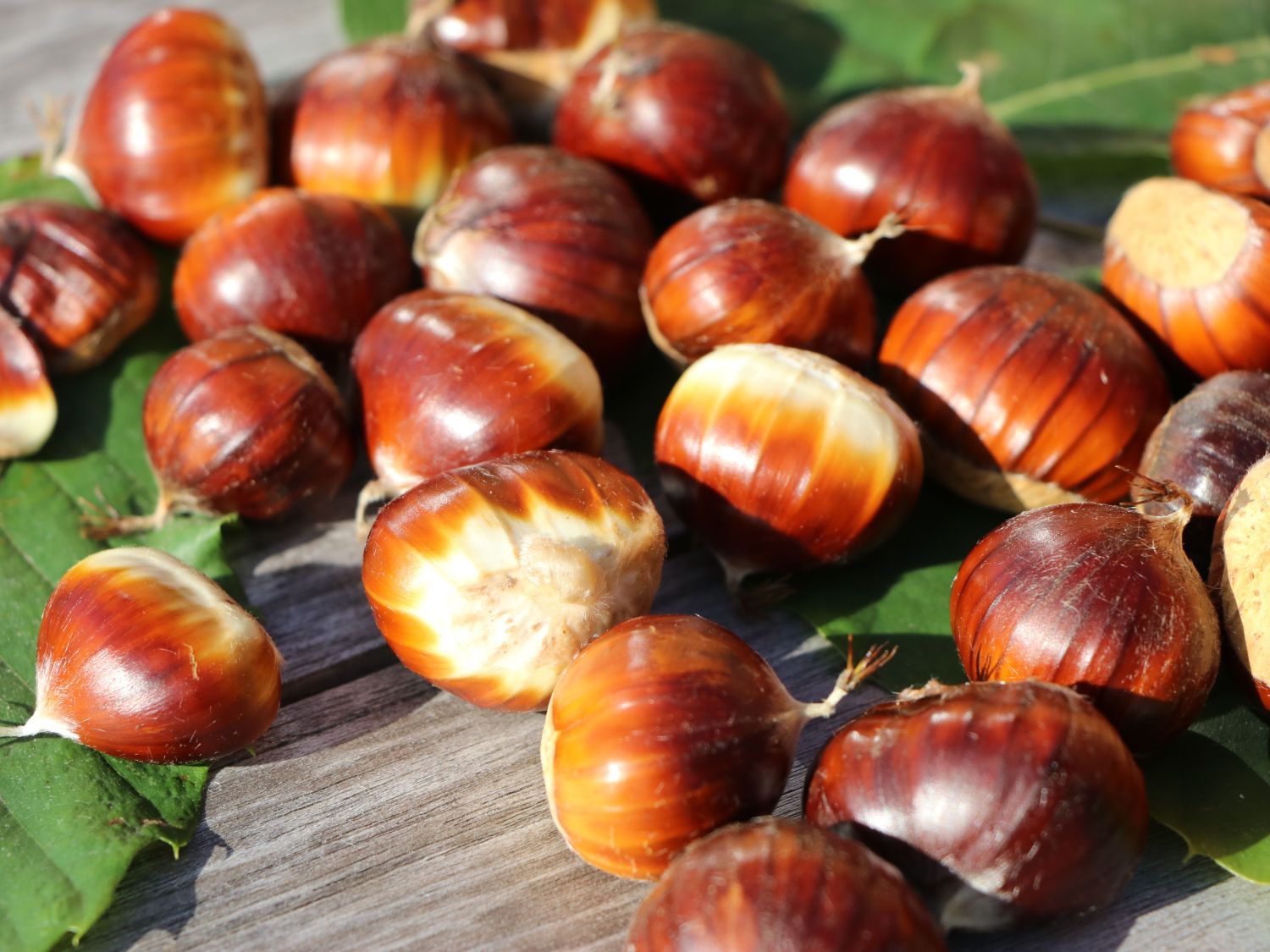 Esskastanie / Edelkastanie / Marone - Castanea sativa - Baumschule ...