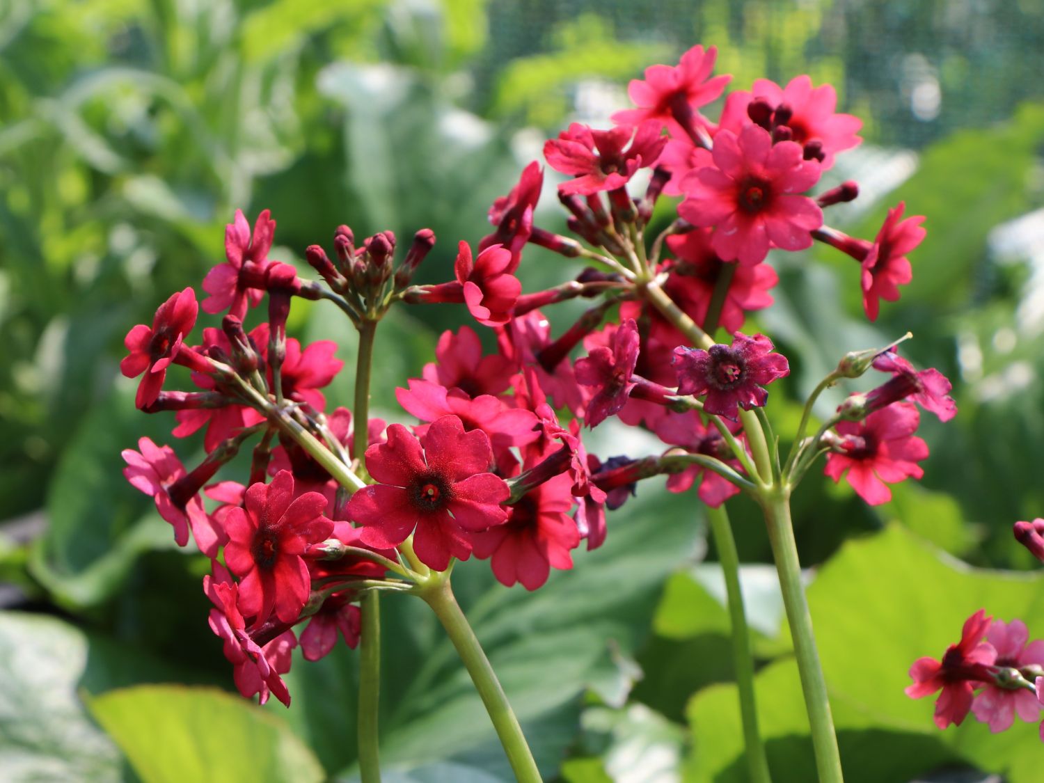 EtagenSchlüsselblume 'Millers Crimson' für Deinen Garten!