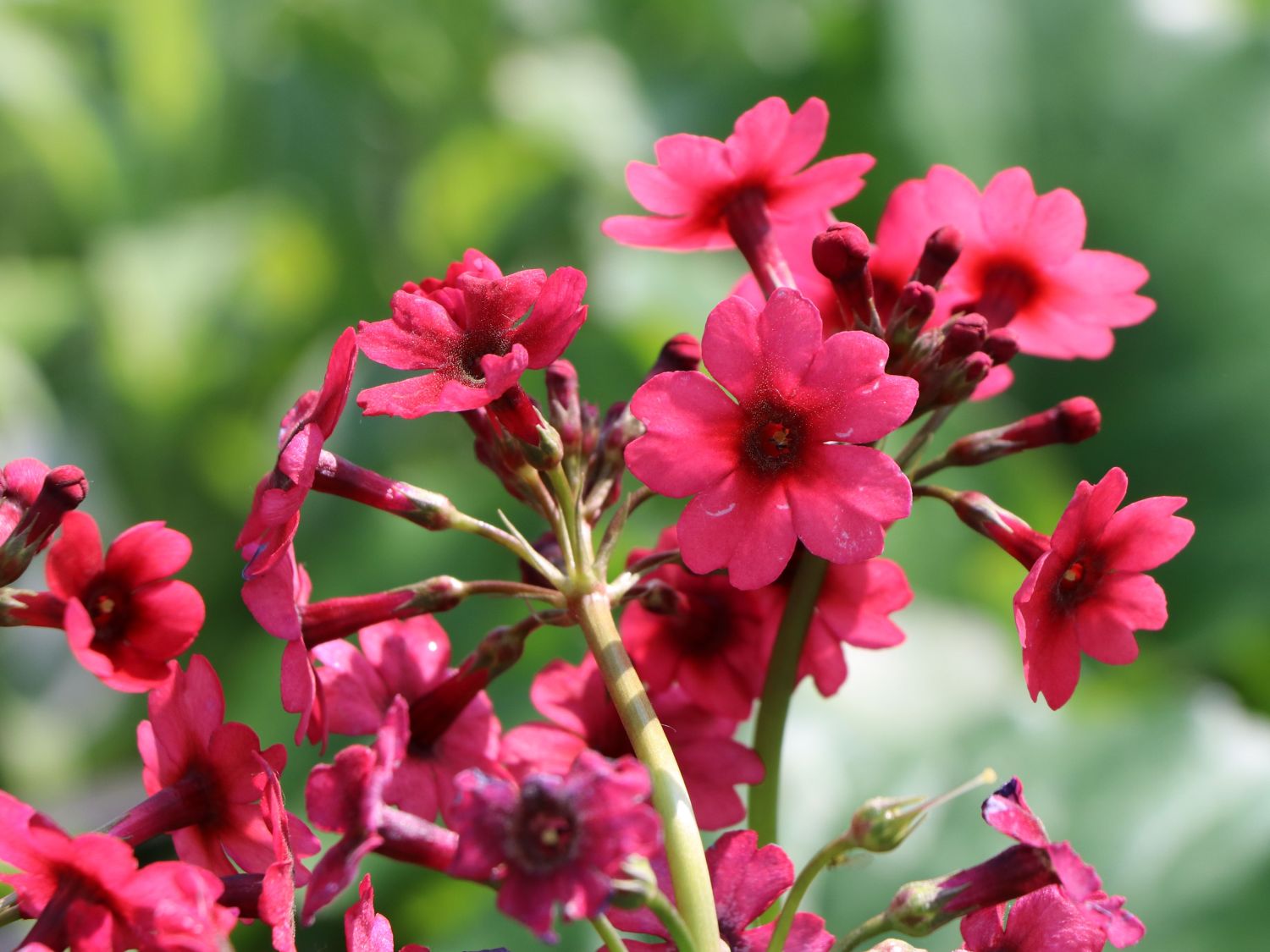 EtagenSchlüsselblume 'Millers Crimson' für Deinen Garten!