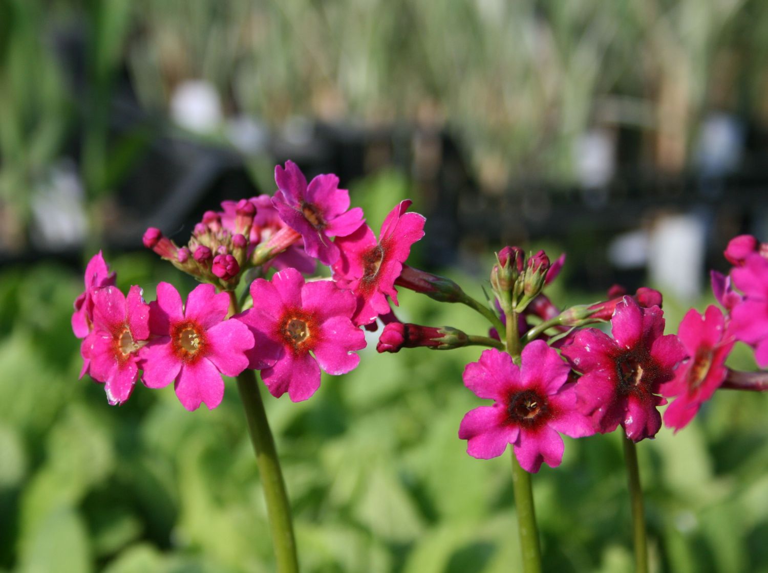 EtagenSchlüsselblume 'Millers Crimson' für Deinen Garten!