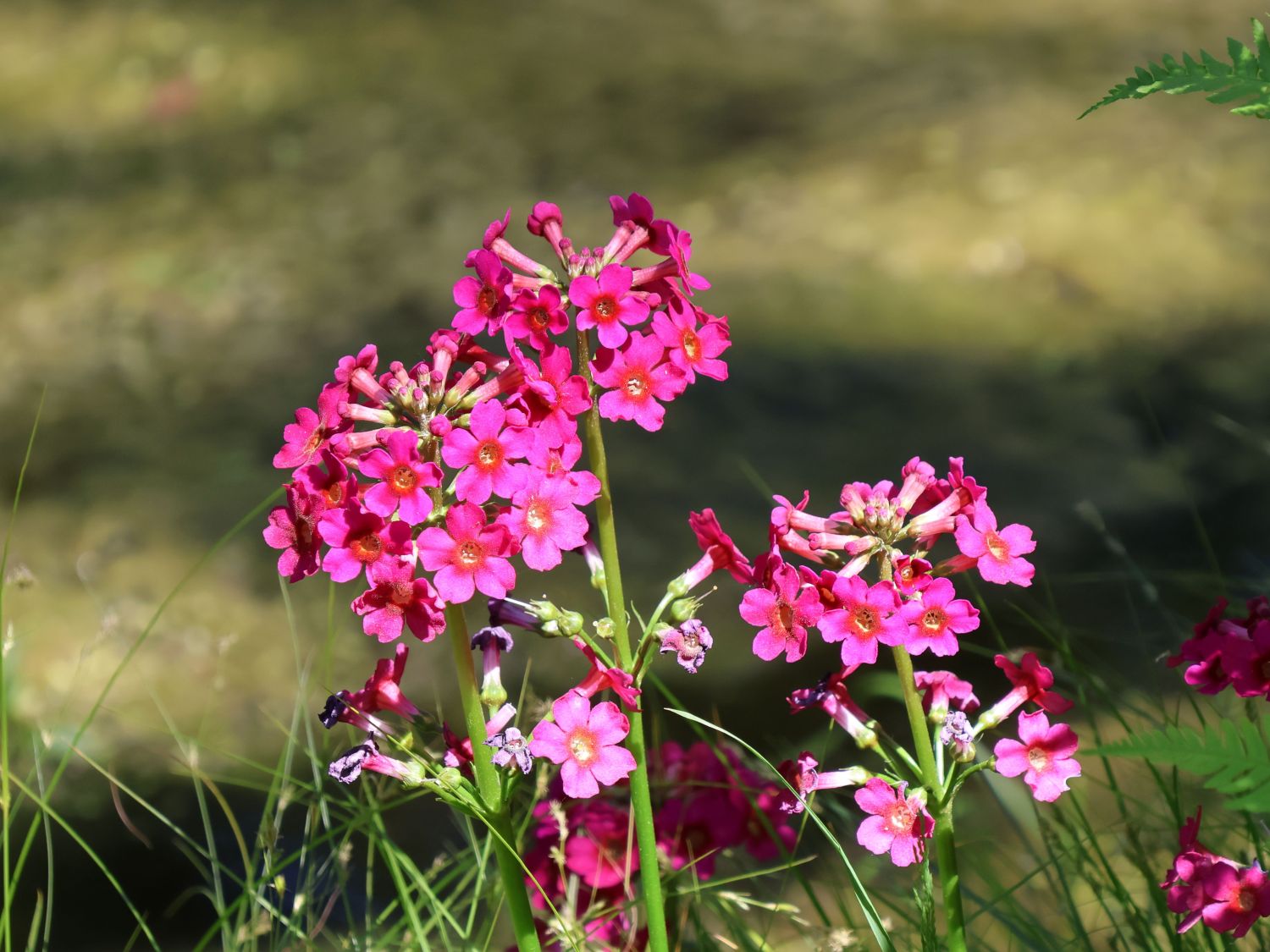 EtagenSchlüsselblume 'Millers Crimson' für Deinen Garten!
