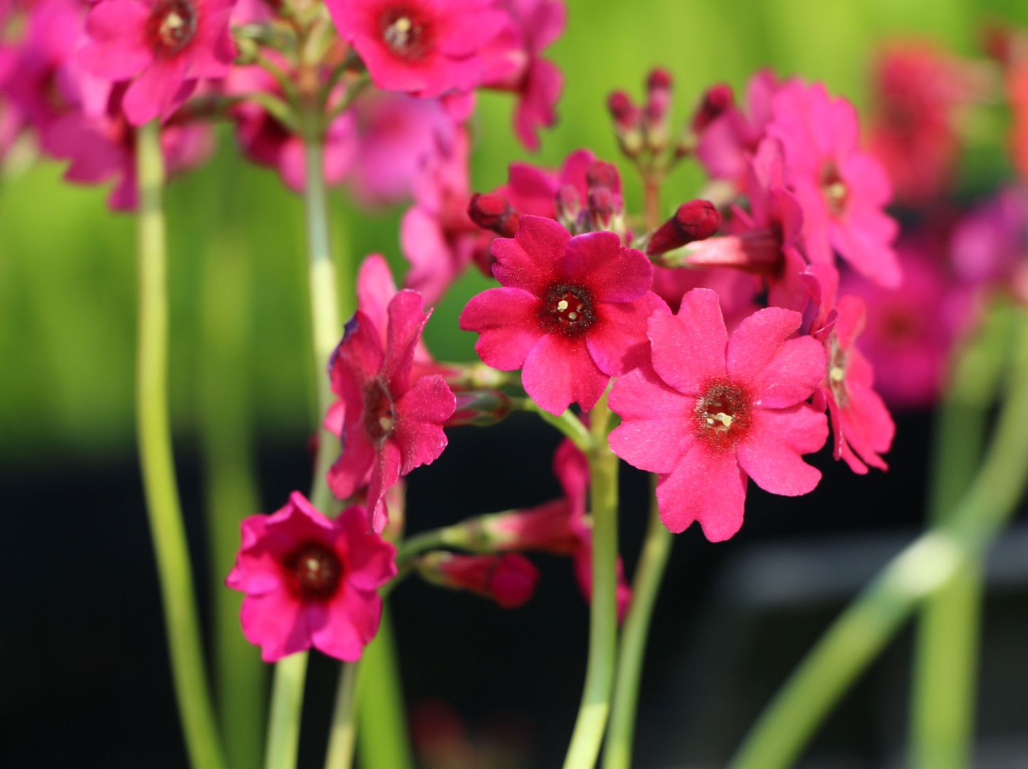 EtagenSchlüsselblume 'Millers Crimson' für Deinen Garten!