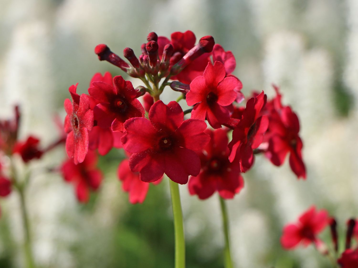 EtagenSchlüsselblume 'Millers Crimson' für Deinen Garten!