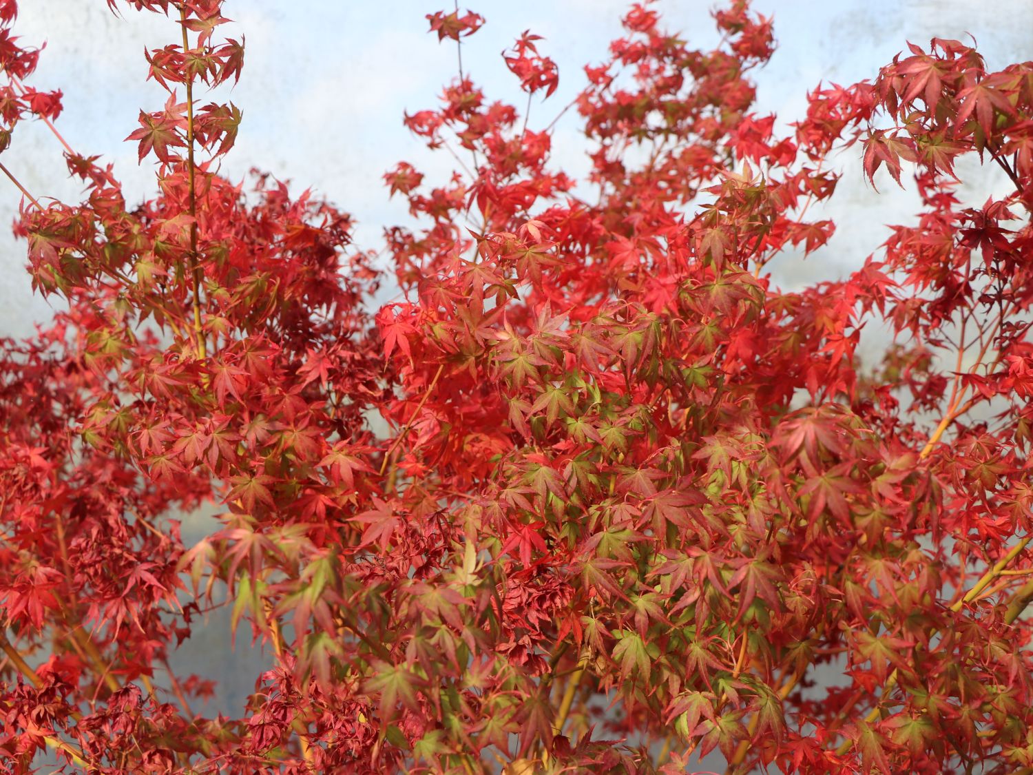 Japanischer Fächerahorn winterhart Acer palmatum Katsura