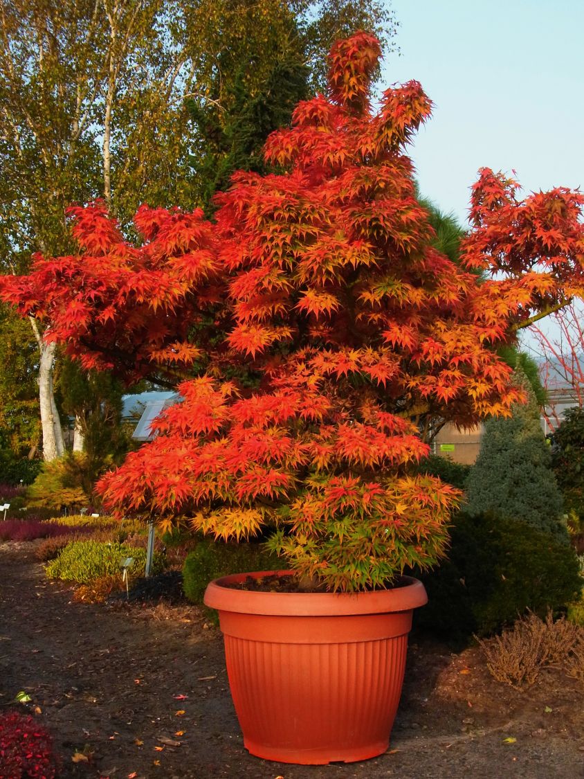 FächerAhorn 'Mikawa yatsubusa' Acer palmatum 'Mikawa