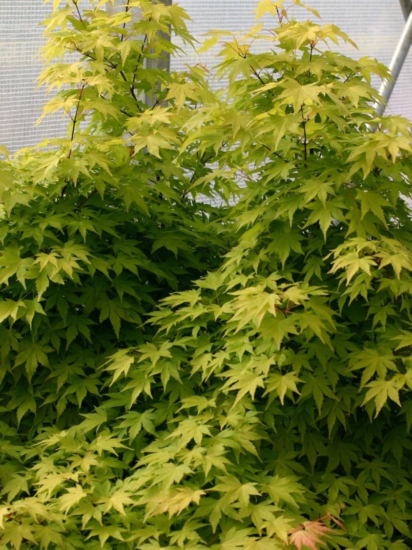 dicht verzweigt buschig Fächerahorn 2m Acer palmatum Orange Dream 80-100 max 