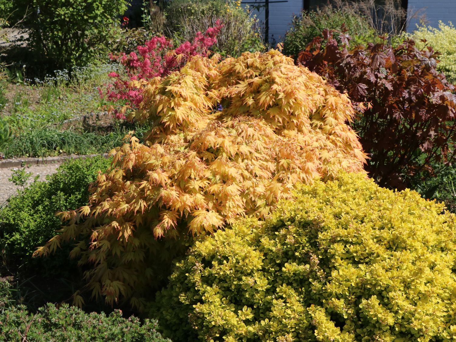 F 228 cher Ahorn Orange Dream Acer palmatum Orange Dream Baumschule Horstmann