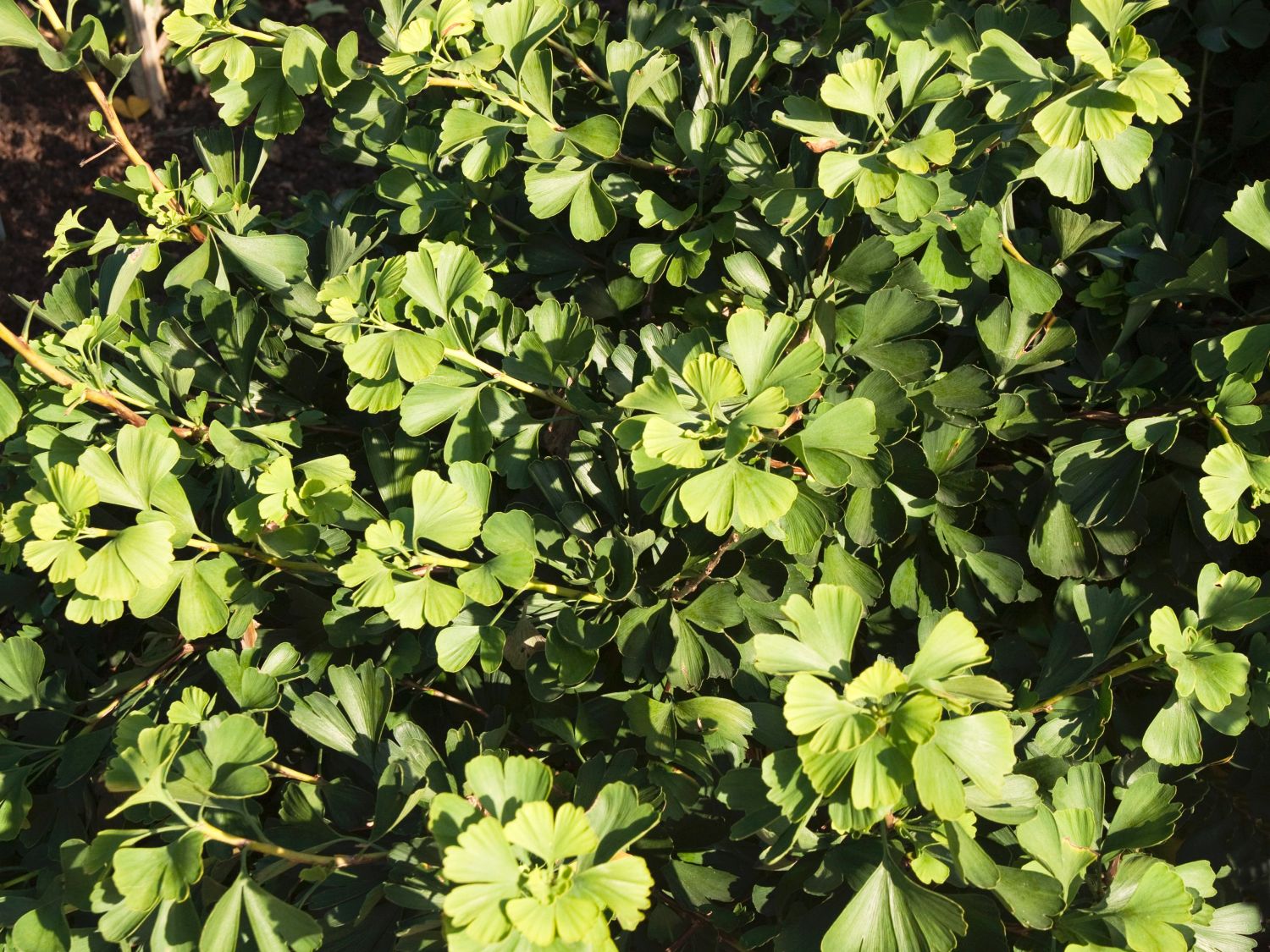 Ginkgo (Ginkgo) Infos & Pflanzen dieser Gattung