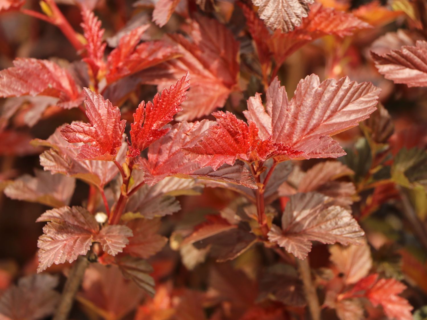 maksimum stor Såvel Fasanenspiere 'Red Baron' - Physocarpus opulifolius 'Red Baron' -  Baumschule Horstmann