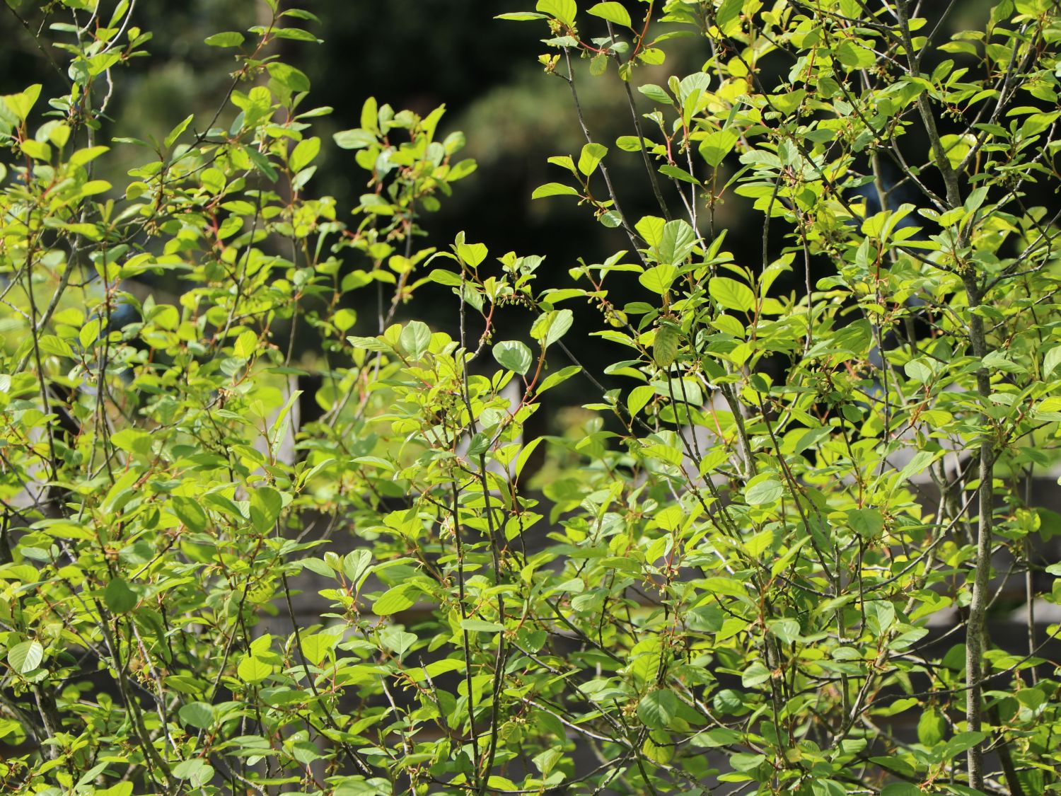 Faulbaum / Pulverholz Rhamnus frangula Baumschule
