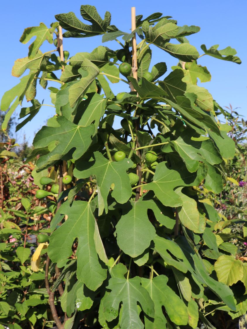Ficus carica Brown Turkey 60-80 cm hoch im 5 Liter Pflanzcontainer winterharte eßbare Feige 