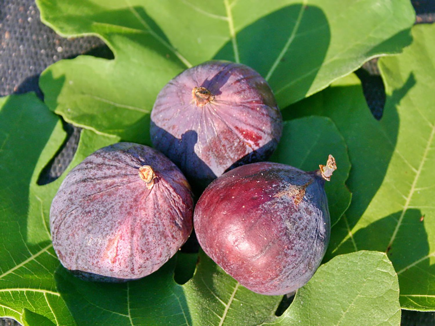 Feige - Ficus carica - Baumschule Horstmann