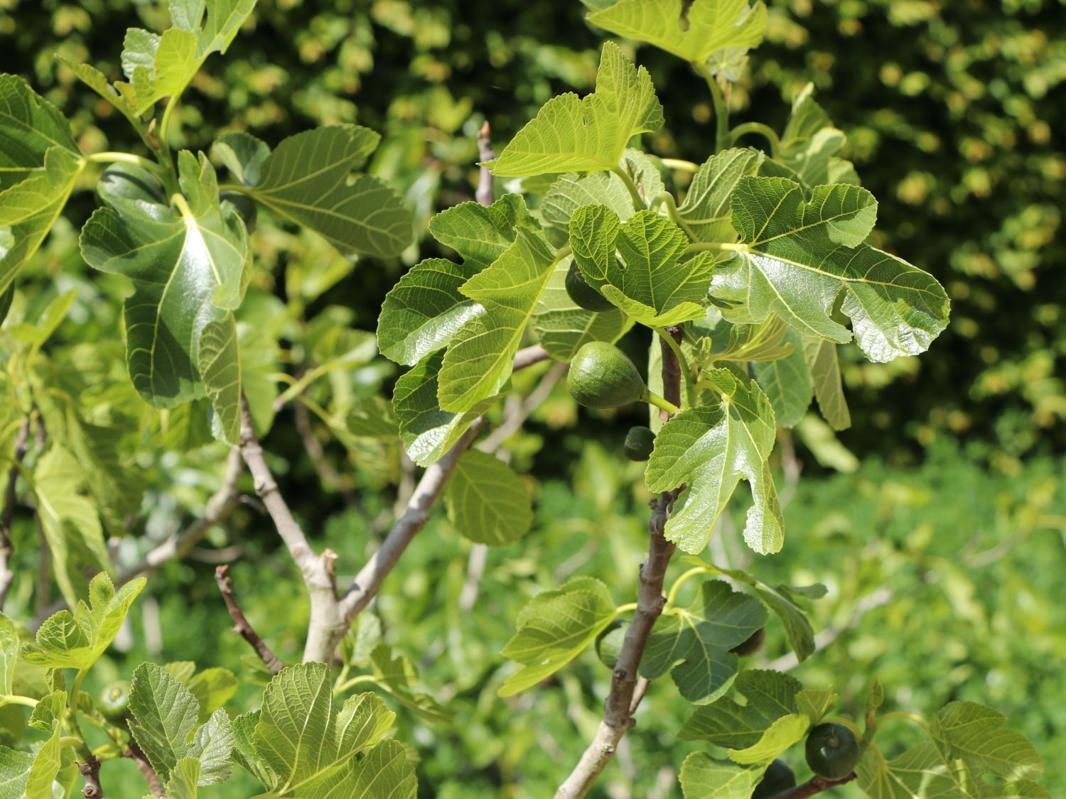 Baumschule Feige Horstmann Ficus carica - -