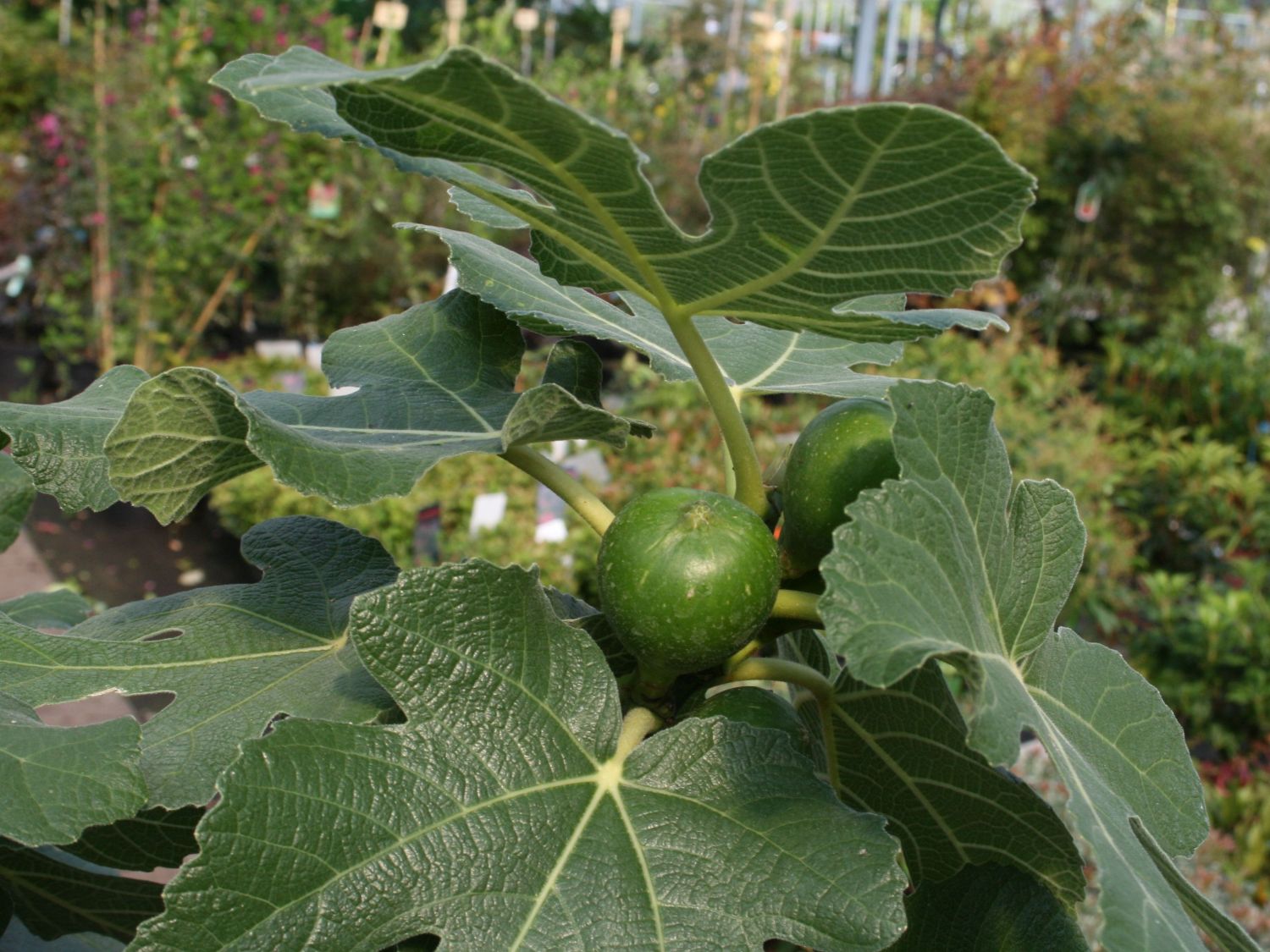 Feige - Ficus carica - Baumschule Horstmann