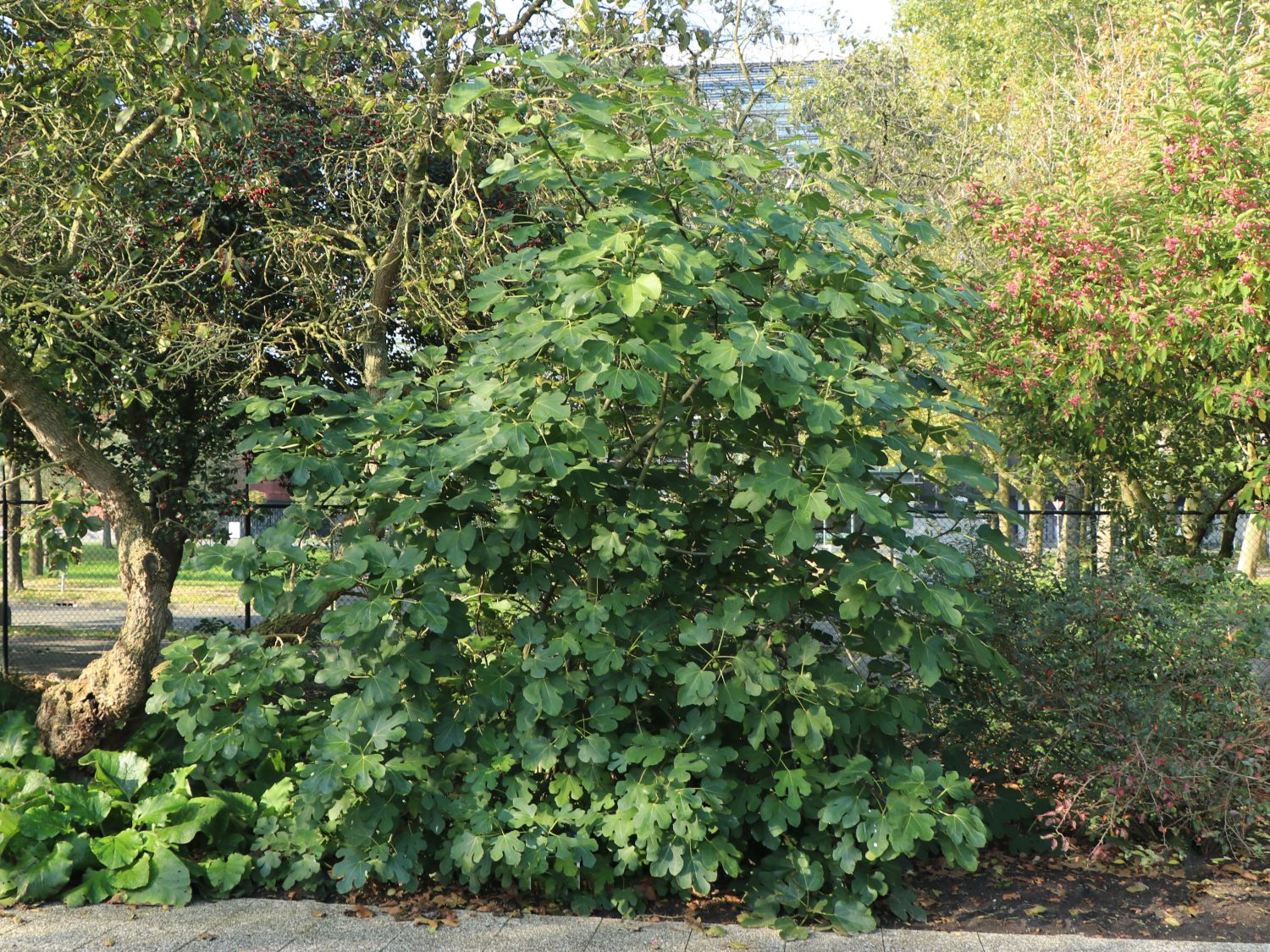 Feige - Ficus carica - Baumschule Horstmann