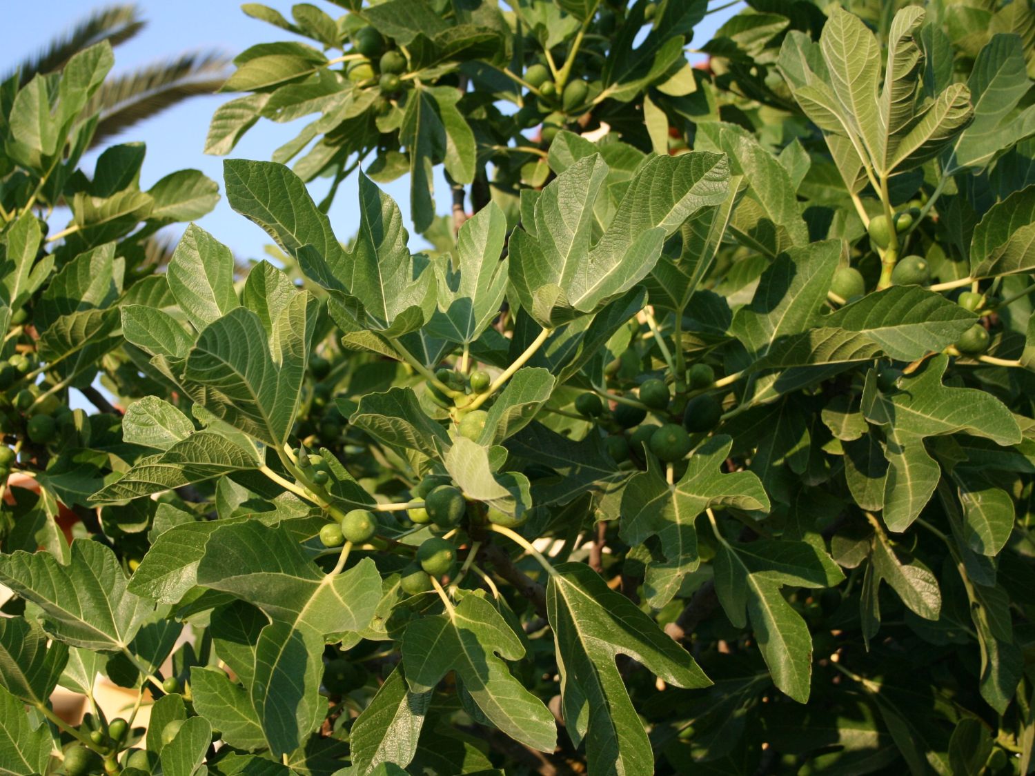 Feige - Ficus carica - Baumschule Horstmann