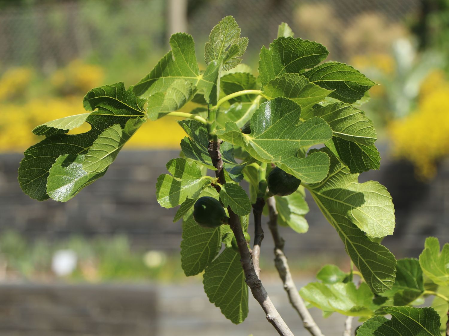 Feige - Ficus carica - Baumschule Horstmann