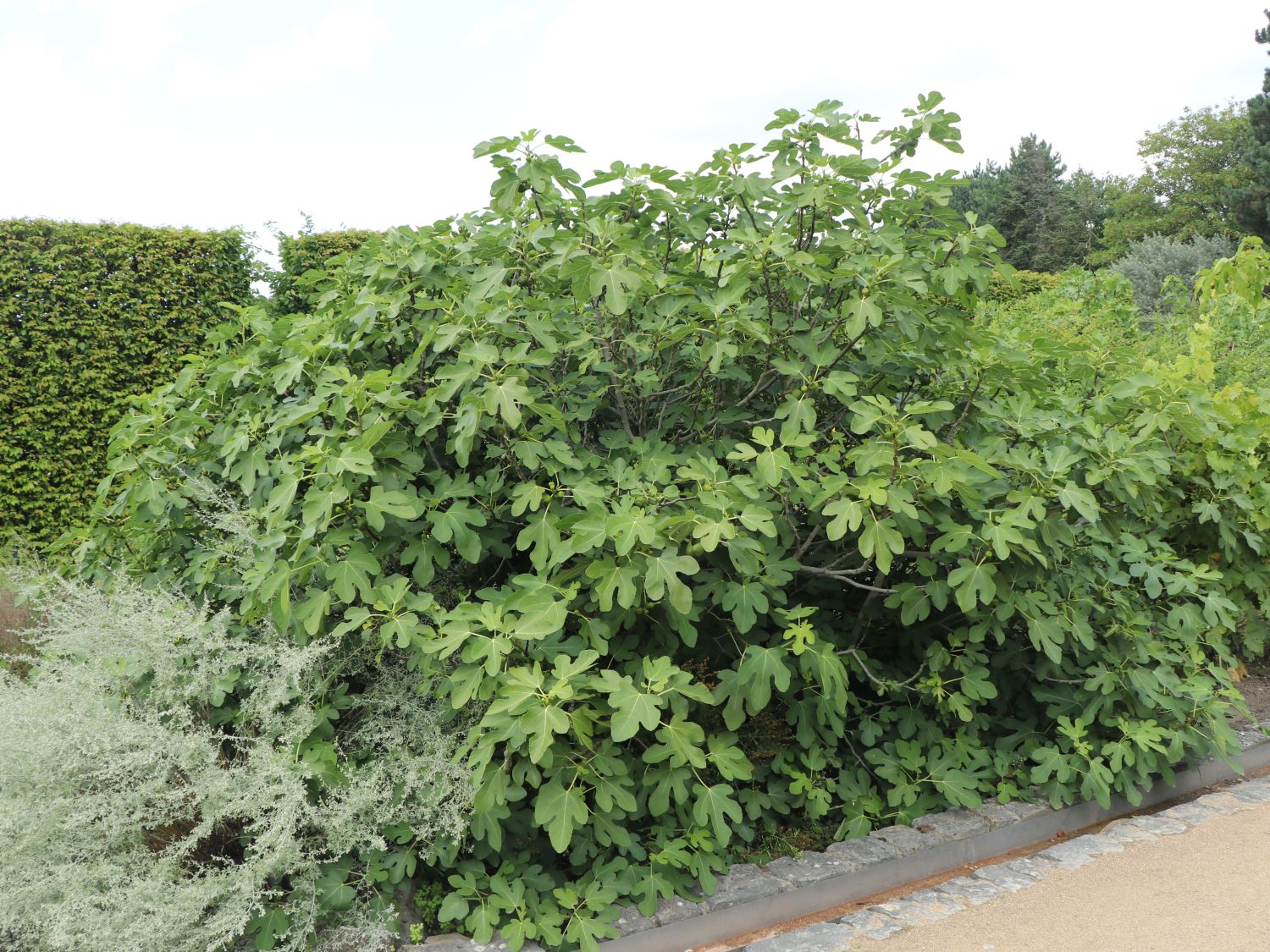 Feige - Ficus carica - Baumschule Horstmann