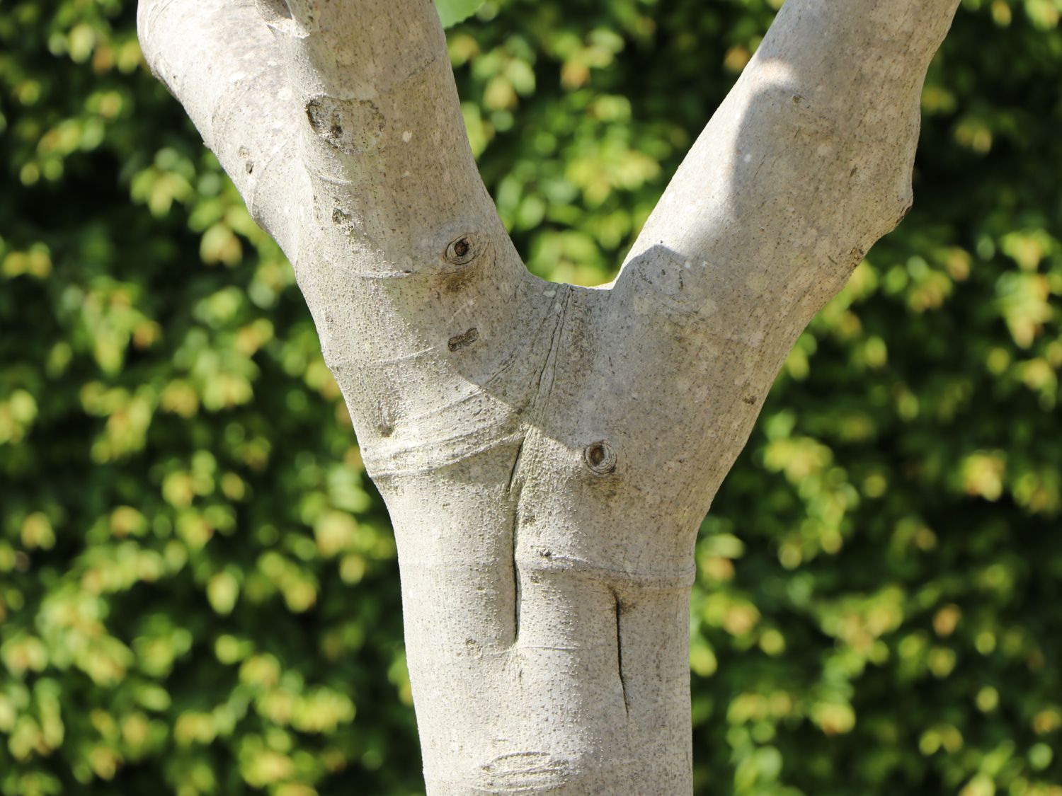 Feige - Ficus carica - Baumschule Horstmann