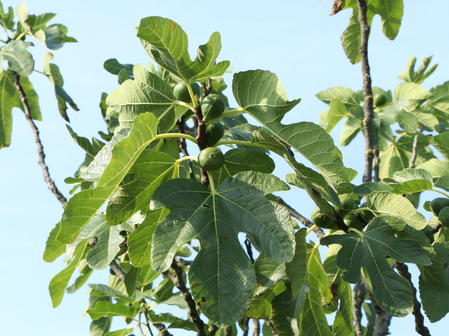 - Horstmann - Ficus Baumschule carica Feige