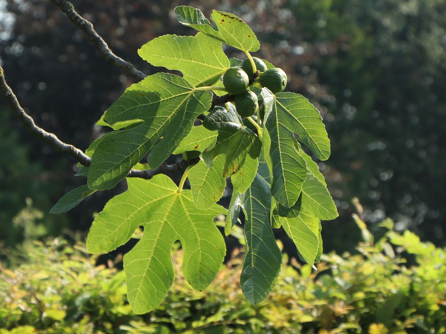 - Baumschule Ficus Horstmann Feige - carica