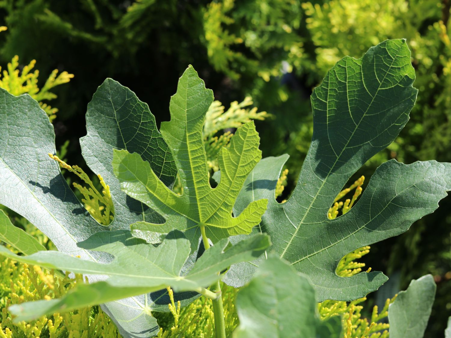 Feige - Ficus carica - Baumschule Horstmann