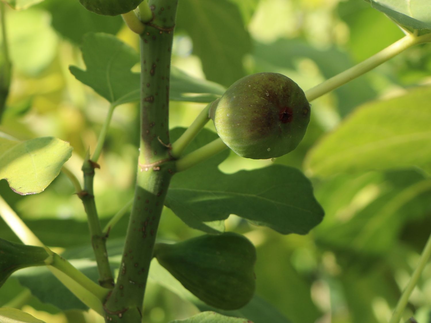 Feige 'Rouge de Bordeaux' - Ficus carica 'Rouge de Bordeaux' - Baumschule  Horstmann