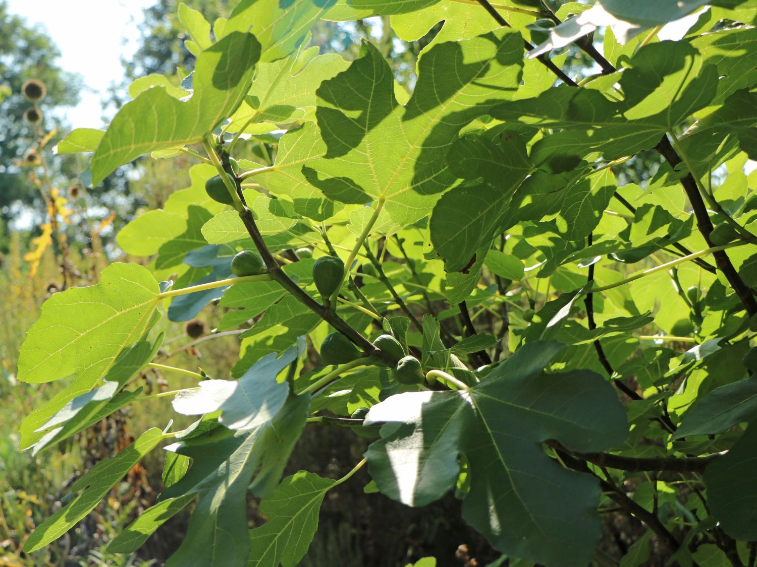 Feige 'Rouge de Bordeaux' - Ficus carica 'Rouge de Bordeaux' - Baumschule  Horstmann