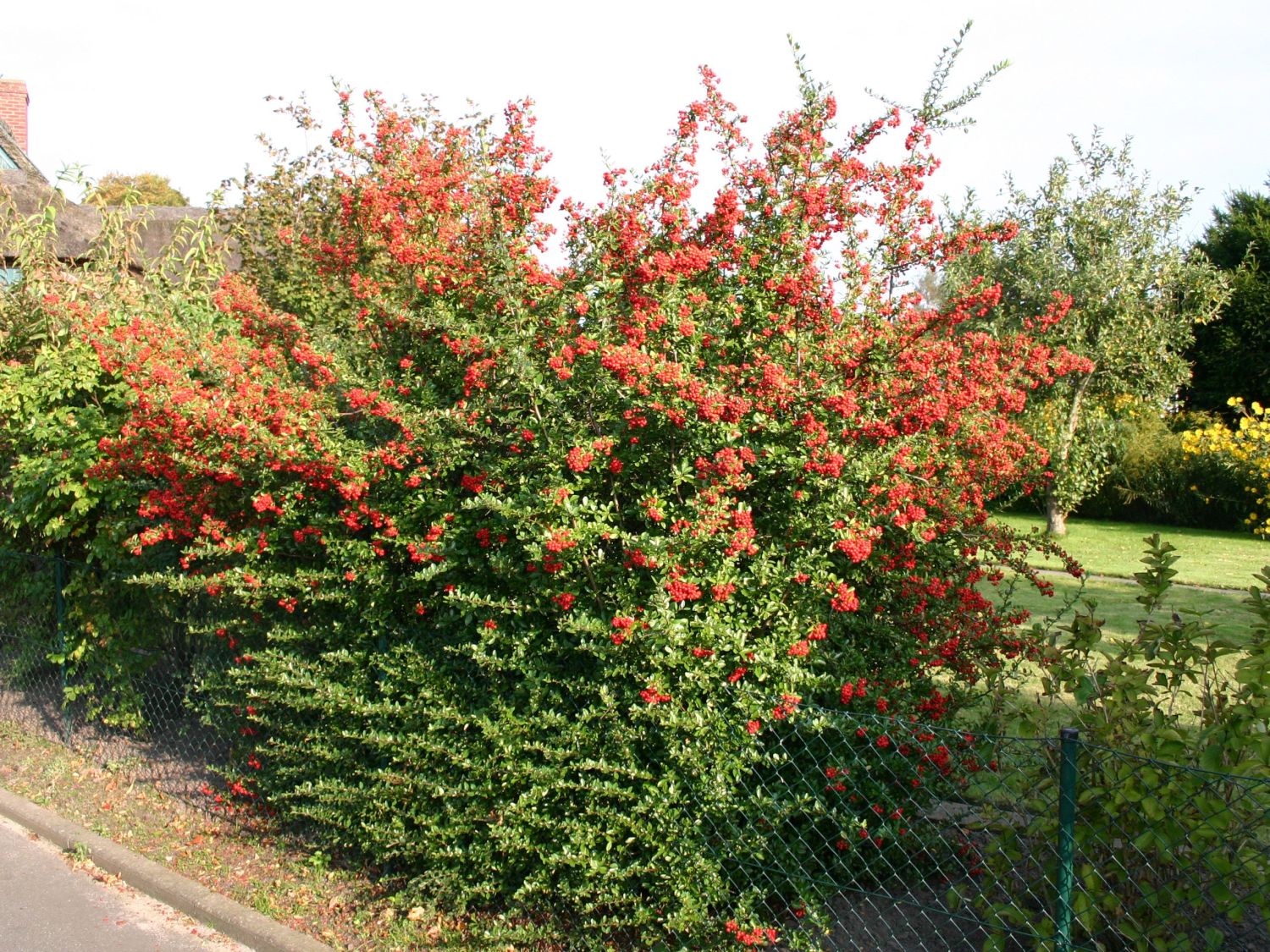 Feuerdorn - Pyracantha 'Red Column' - Baumschule Horstmann