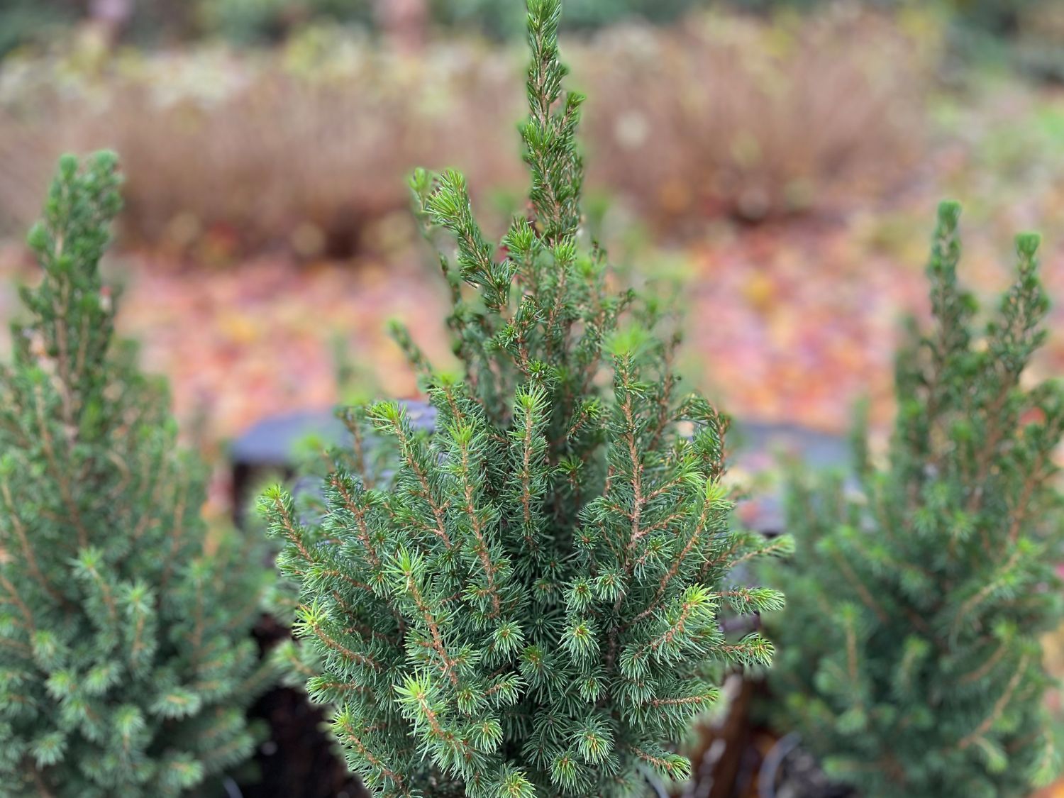 Fichte 'Perfecta' - Picea glauca 'Perfecta'